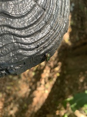 Chrysocoris fascialis