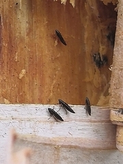 Ceratophyllus gallinae