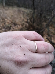 Ceratophyllus gallinae