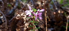 Tetratheca pilosa
