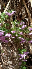 Tetratheca pilosa