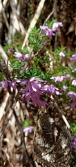 Tetratheca pilosa