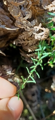 Tetratheca pilosa