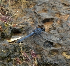 Bradinopyga konkanensis