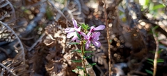 Tetratheca pilosa
