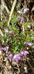 Tetratheca pilosa