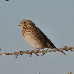 Passerculus sandwichensis