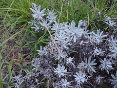 Helichrysum orientale