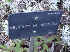 Helichrysum orientale