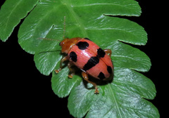 Podontia affinis
