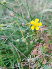 Potentilla neglecta