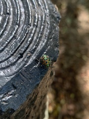 Chrysocoris fascialis