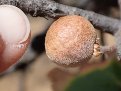 Disholcaspis canescens
