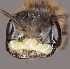 Andrena anisochlora