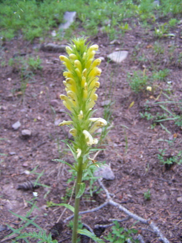 Bracted Lousewort