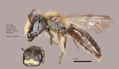Andrena anisochlora