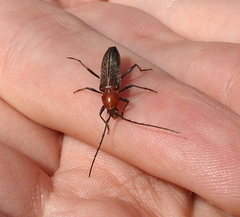 Stenosphenus dolosus