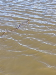 Coluber constrictor latrunculus