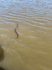 Coluber constrictor latrunculus