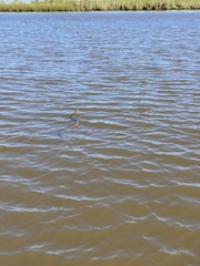 Coluber constrictor latrunculus