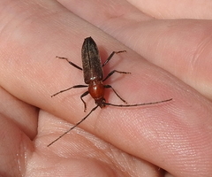 Stenosphenus dolosus