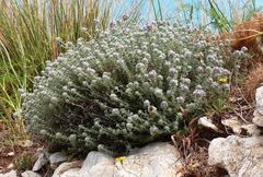 Teucrium capitatum majoricum