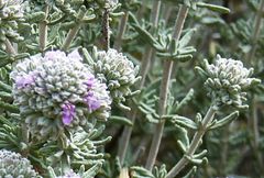 Teucrium capitatum majoricum