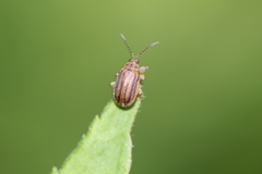 Ophraella conferta