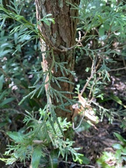 Calocedrus formosana