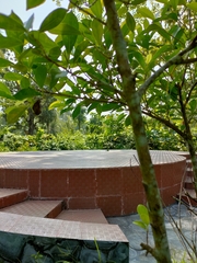 Ficus microcarpa microcarpa