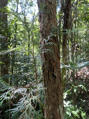 Calocedrus formosana