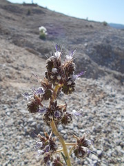 Phacelia palmeri