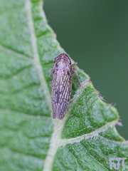 Chlorogonalia losoplanensis