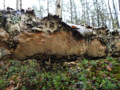 Phellinus laevigatus