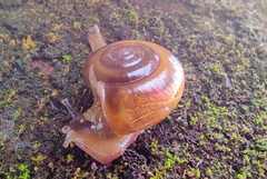 Macrochlamys hippocastaneum