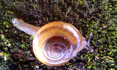 Macrochlamys hippocastaneum