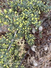 Asparagus aphyllus orientalis