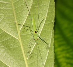 Neophisis