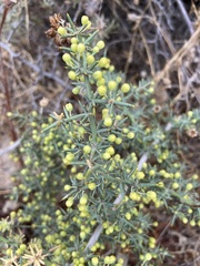 Asparagus aphyllus orientalis