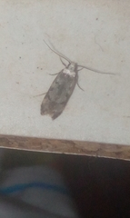 Endrosis sarcitrella