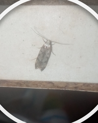 Endrosis sarcitrella