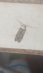 Endrosis sarcitrella