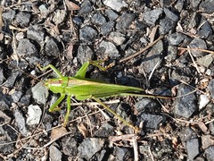 Tettigonia orientalis