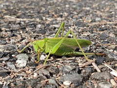 Tettigonia orientalis