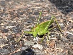 Tettigonia orientalis