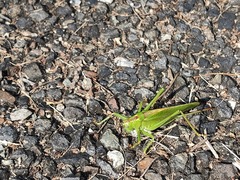 Tettigonia orientalis