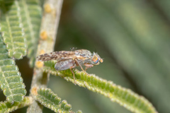 Austrotephritis poenia