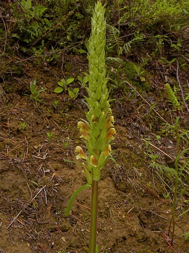Bracted Lousewort