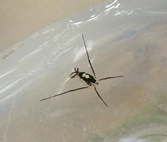 Rheumatobates hungerfordi