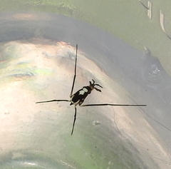 Rheumatobates hungerfordi